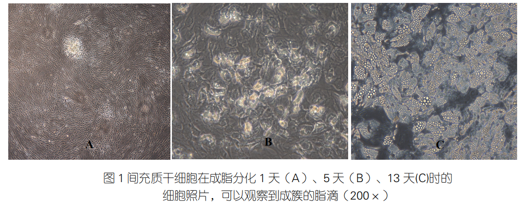 间充质干细胞形态图片